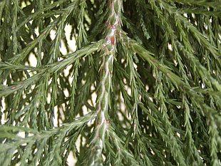 Sequoiadendron giganteum - sekvojovec obrovský