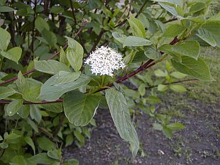 Cornus alba - drieň biely