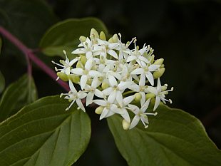 Cornus alba - drieň biely