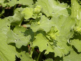 Alchemilla mollis - kontryhel