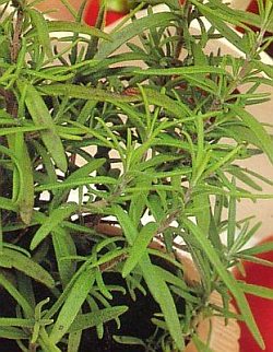 Rosmarinus officinalis - Rosemary Rosmarinus officinalis - Rosemary