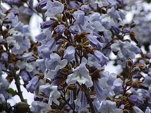 Paulownia tomentosa - paulovnie plstnatá