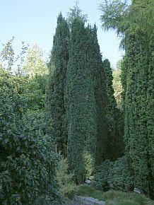 Taxus baccata 'Fastigiata' Taxus baccata 'Fastigiata'