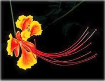 Caesalpinia pulcherrima - Mexican Red Bird of Paradise