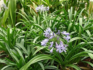 Agapanthus - kalokvět