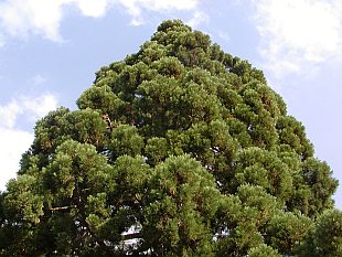 Sequoiadendron giganteum - sekvojovec obrovský