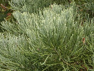 Sequoiadendron giganteum - sekvojovec obrovský