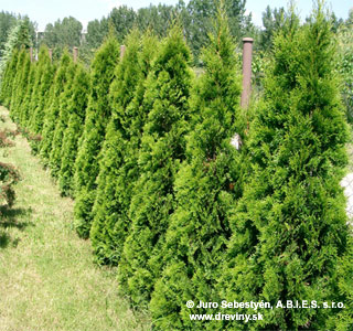Thuja occidentalis 'Smaragd' - tuja západná