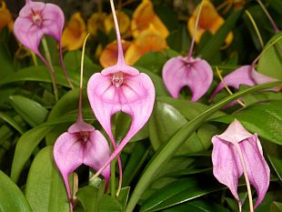 Masdevallia (orchidej)