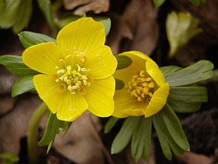 Eranthis hyemalis - talovín