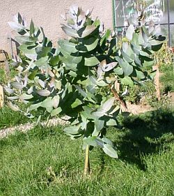 Eucalyptus globulus - Eukaliptus gałkowy