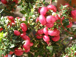 Pernettya mucronata - pernettye