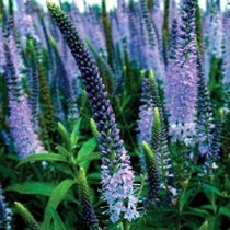 Veronica longifolia 'Lilac Fantasy' - Speedwell Veronica longifolia 'Lilac Fantasy' - Speedwell