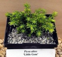 Picea abies 'Little Gem' - Norway Spruce (Bonsai) Picea abies 'Little Gem' - Norway Spruce (Bonsai)