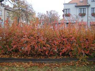 Živý plot - Spiraea x vanhouttei - tavolník van Houtteův Živý plot - Spiraea x vanhouttei - tavolník van Houtteův