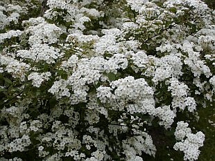 Živý plot - Spiraea x vanhouttei - tavolník van Houtteův Živý plot - Spiraea x vanhouttei - tavolník van Houtteův