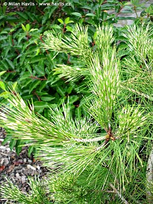 Pinus densiflora 'Oculus Draconis' - borovice hustokvětá Pinus densiflora 'Oculus Draconis' - borovice hustokvětá
