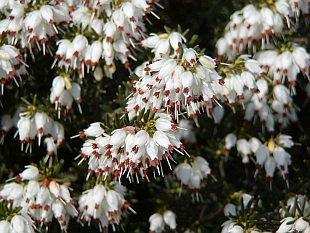 Erica carnea 'Springwood White' - vřesovec pleťový
