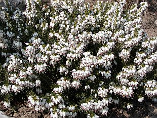 Erica carnea 'Springwood White' - vřesovec pleťový