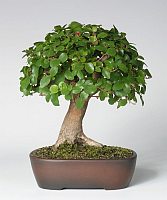 Sagerécia čajová, v. 14 cm