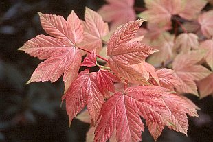 Acer pseudoplatanus 'Brilliantissimum' - sycamore