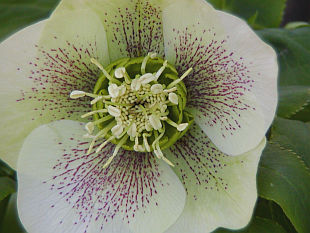 Helleborus orientalis - čemeřice východní Helleborus orientalis - čemeřice východní