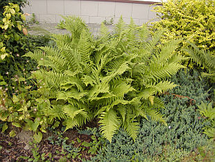 Dryopteris filix-mas - kapraď samec