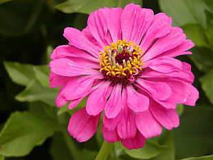 Zinnia elegans - ostálka