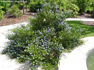 Ceanothus impressus 'Victoria' - blueblos, California lilac
