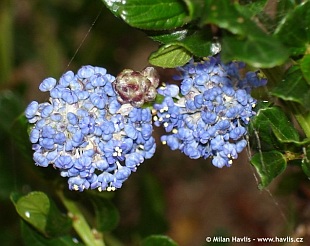 Ceanothus impressus 'Victoria' - blueblos, California lilac
