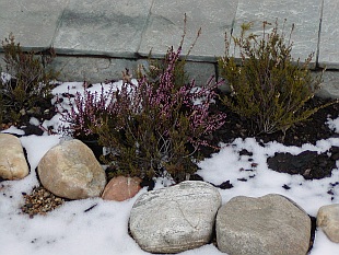 Erica carnea - vřesovec pleťový