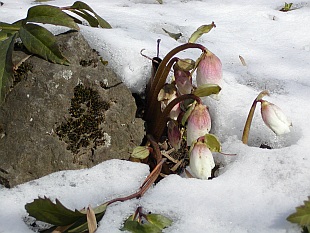 Helleborus niger - čemeřice černá