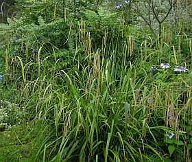 Carex pendula - ostřice převislá