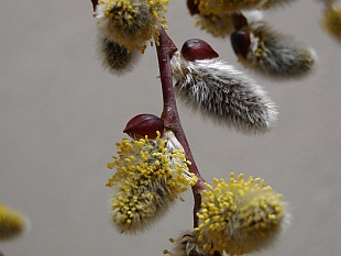 Salix caprea 'Pendula' - vrba jíva Salix caprea 'Pendula' - vrba jíva