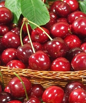 Prunus cerasus 'Burlat' - sweet cherry tree Prunus cerasus 'Burlat' - sweet cherry tree
