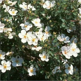 Potentilla fruticosa 'Abbotstwood' - mochna křovitá Potentilla fruticosa 'Abbotstwood' - mochna křovitá