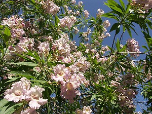 x Chitalpa tashkentensis 'Pink Dawn' - chitalpa