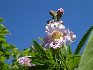 x Chitalpa tashkentensis 'Pink Dawn' - chitalpa