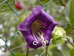 Cobaea scandens - vilec šplhavý