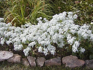 Euphorbia marginata - pryšec vroubený