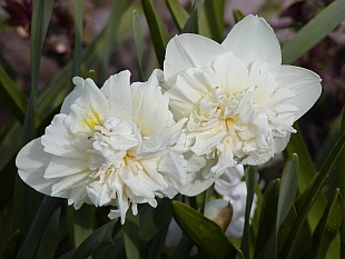 Narcissus - narcis