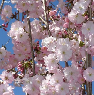 Prunus 'Accolade' - flowering cherry