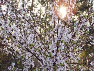 Prunus tomentosa - višeň plstnatá