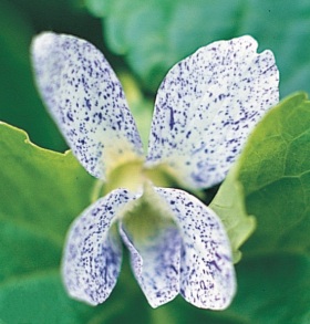 Viola sororia 'Freckles' - violka Viola sororia 'Freckles' - violka