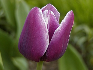 Tulipa - tulipán
