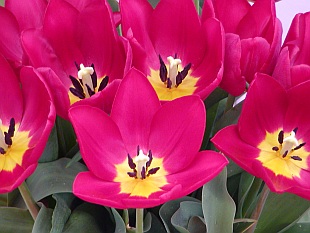 Tulipa - tulipán