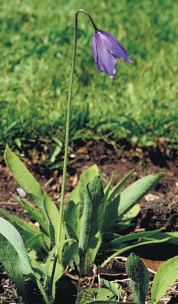 Meconopsis quintuplinervia - mákovec pětižilný (READERS DIGEST VÝBĚR)