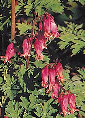 Dicentra 'Luxuriant' - srdcovka (READERS DIGEST VÝBĚR)