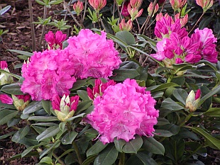 Rhododendron hybridum 'Germania' - pěnišník velkokvětý