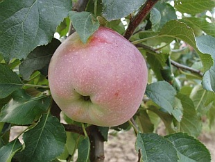 Malus domestica 'Florina' - jabloň Malus domestica 'Florina' - jabloň